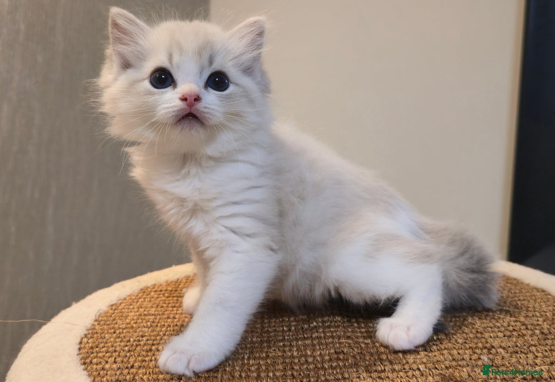 Ragdoll cats for sale: Pedigree Tica Boys Ragdoll  - Image 5