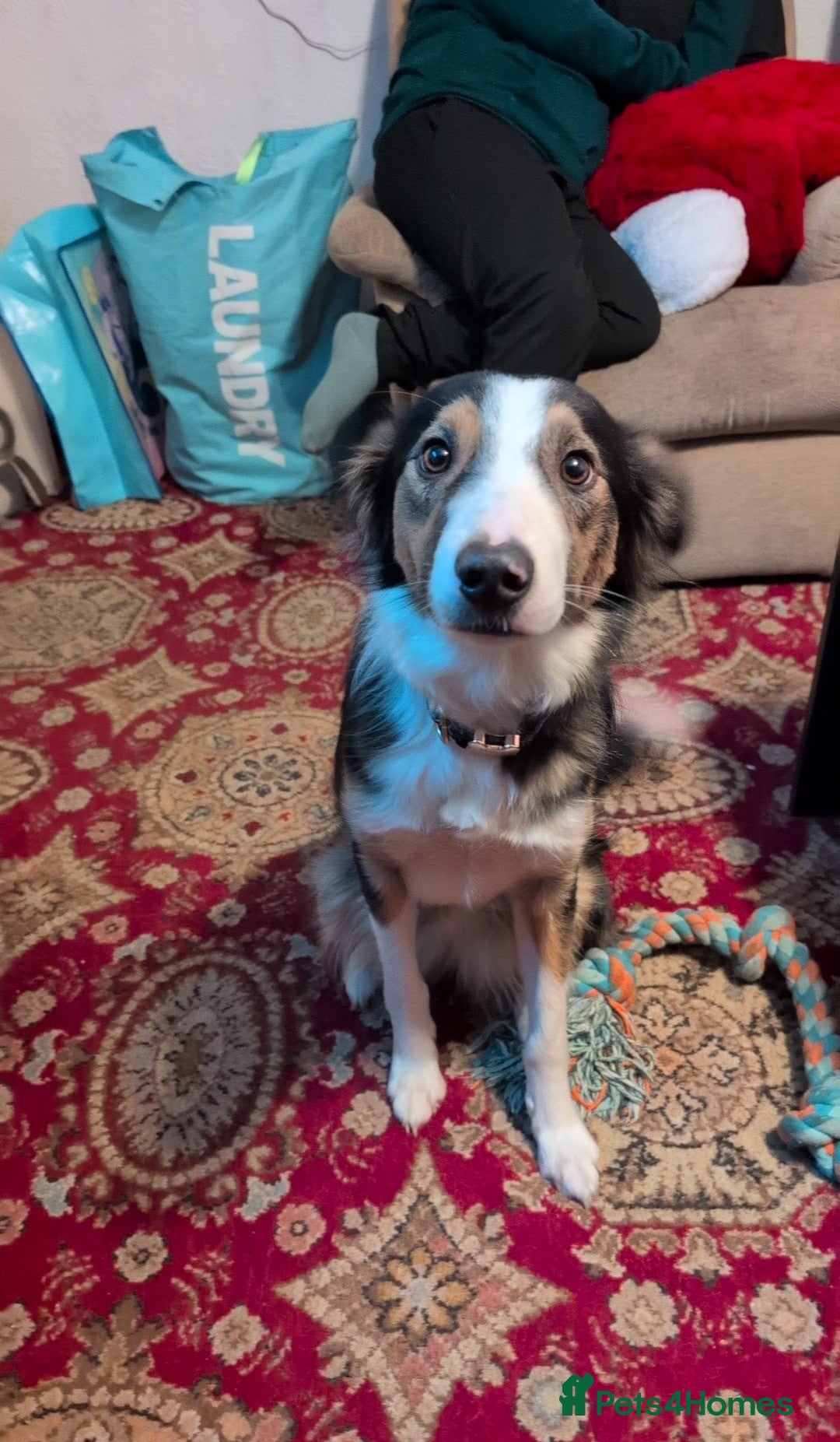 Border Collie dogs Border collie female (please read) - Advert 1