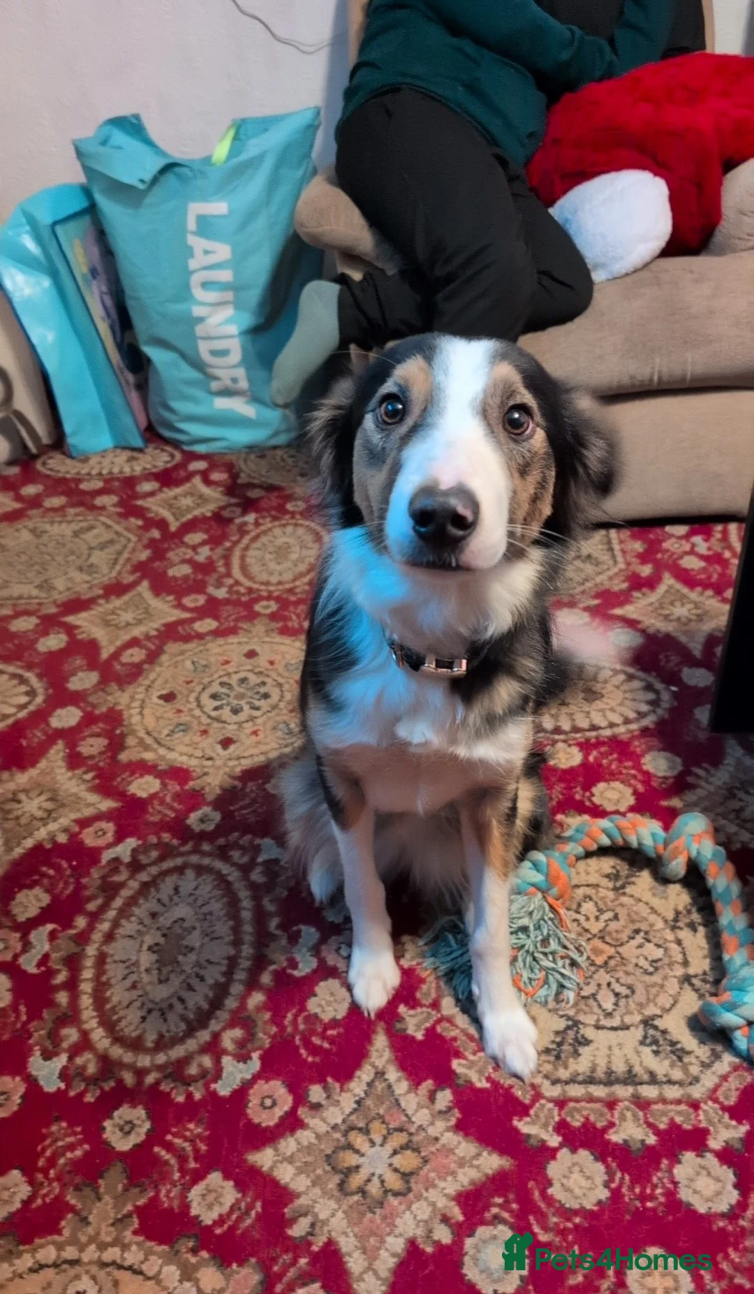 Border Collie dogs for sale: Border collie female (please read) - Advert 1