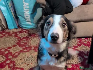 Border Collie dogs Border collie female (please read) - Advert 9