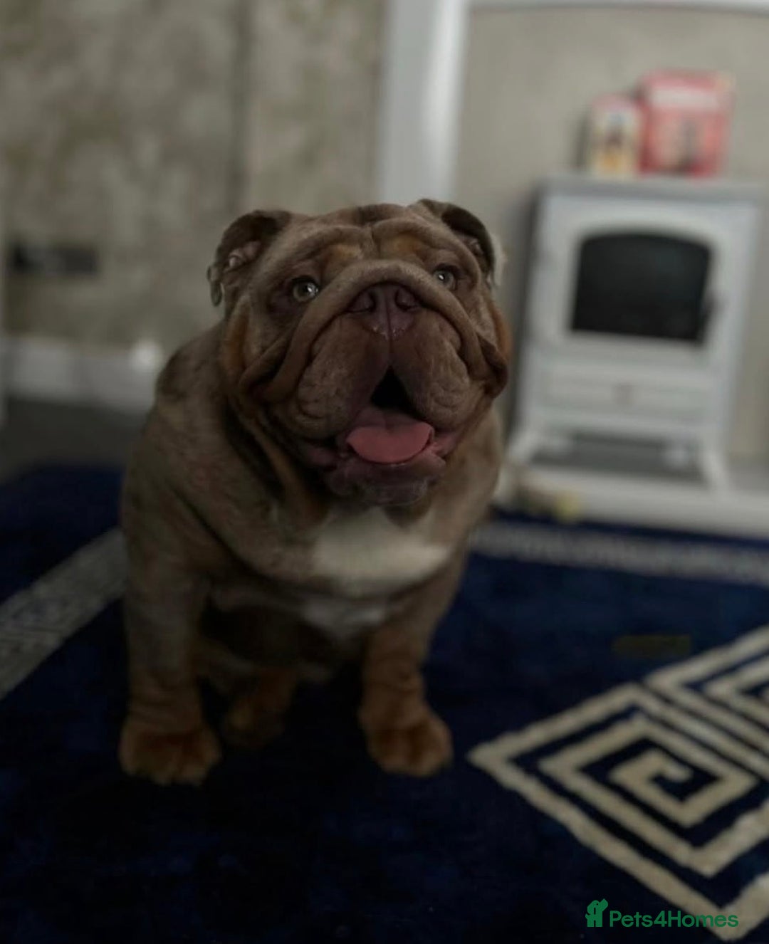 English Bulldog dogs for sale: Male English bulldog  - Advert 2