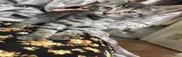 Mixed Breed cats for sale: Affectionate handled kittens - Advert 8