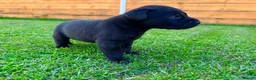 Labrador Retriever dogs for sale: KC Registered Labrador Babies 🐾🐾🐾 - Advert 19