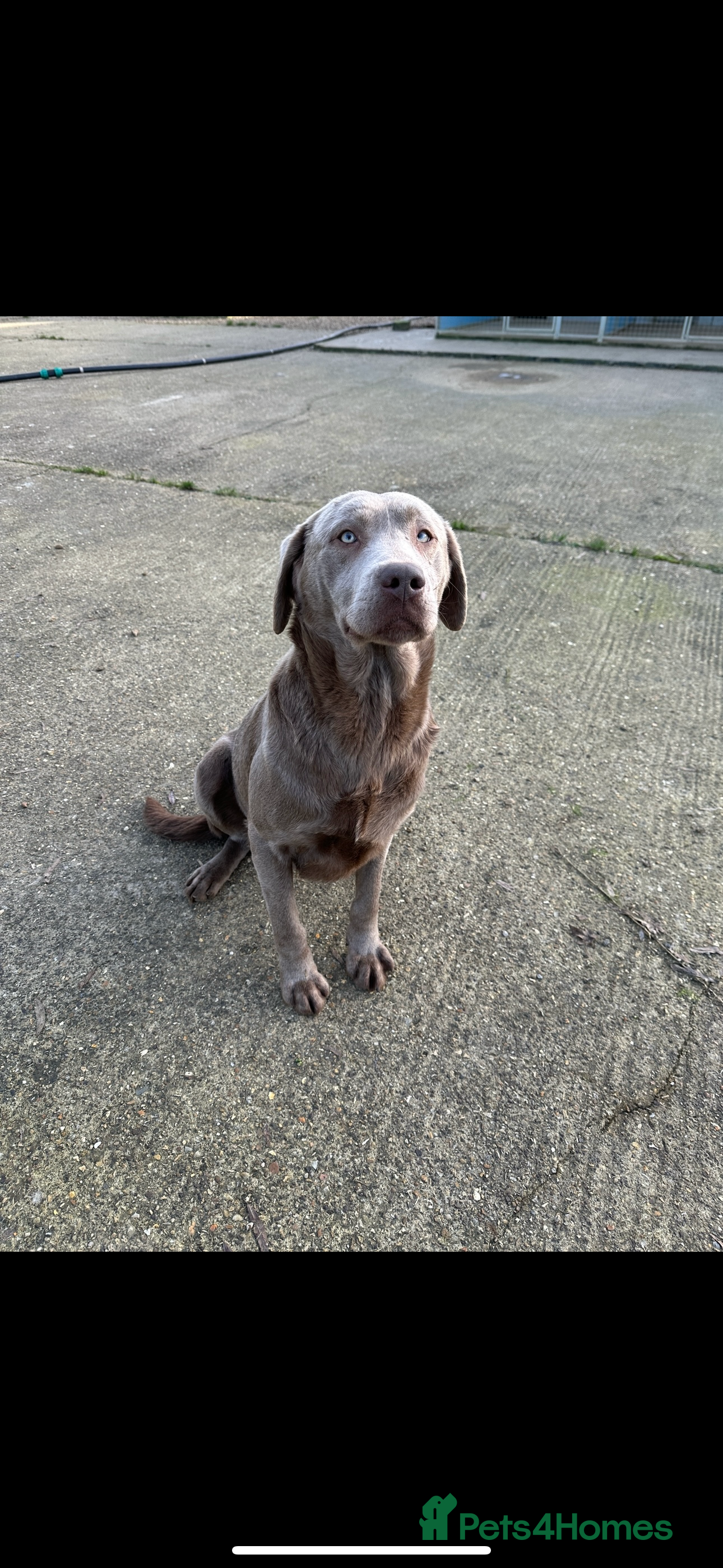 Labrador Retriever dogs Handsome fully Trained silver Labrador  - Advert 3