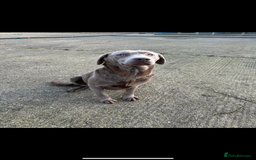 Labrador Retriever dogs for sale: Handsome fully Trained silver Labrador  - Image 2