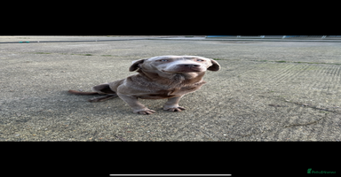 Labrador Retriever dogs - Advert 14