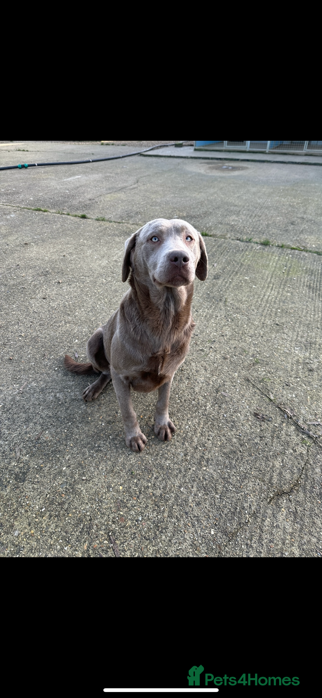 Labrador Retriever dogs for sale: Handsome fully Trained silver Labrador  - Image 2