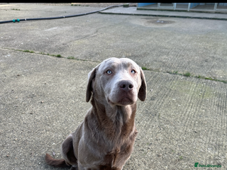 Labrador Retriever dogs Handsome fully Trained silver Labrador - Advert 13