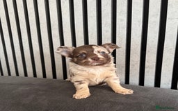 Chihuahua dogs for sale: Last Boy- Chihuahua Longhair Blue Eye Merle Boy - Image 8