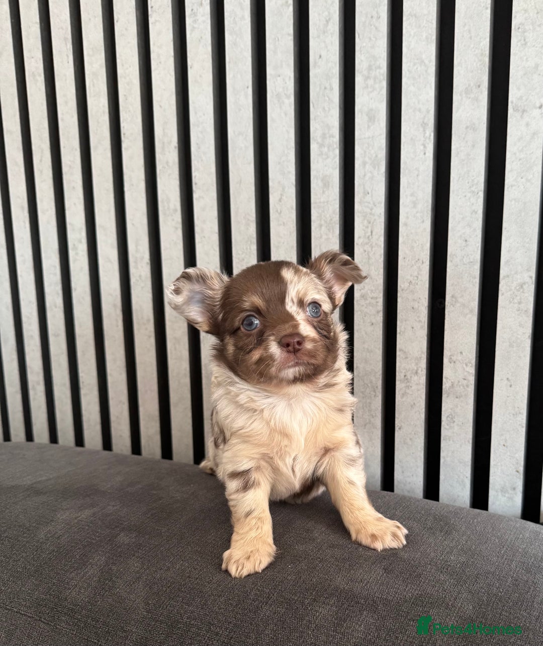 Chihuahua dogs for sale: Last Boy- Chihuahua Longhair Blue Eye Merle Boy - Image 8