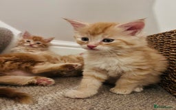 Maine Coon cats for sale: Beautiful Maine Coon x fur babies  - Image 9