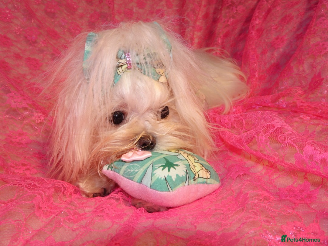 Maltipoo dogs for sale: **Micro Tiny F1 Maltese x Toy Poodle Maltipoo Pup* - Advert 14