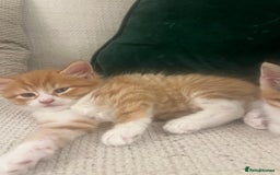 Mixed Breed cats for sale: 3 gorgeous kittens available - Image 8