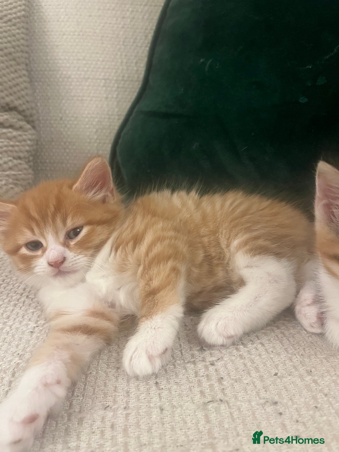 Mixed Breed cats for sale: 3 gorgeous kittens available - Image 8