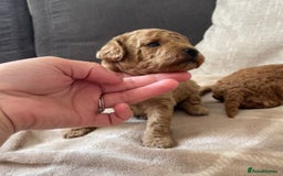 Cockapoo dogs for sale: Tiny cockapoo puppy’s  - Image 7