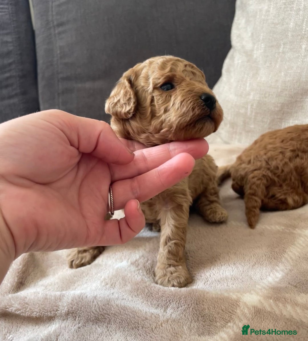Cockapoo dogs for sale: Tiny cockapoo puppy’s  - Image 7