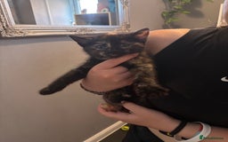 Mixed Breed cats for sale: 15 kittens for sale (4 LEFT REDUCED)  in Hassocks - Image 21