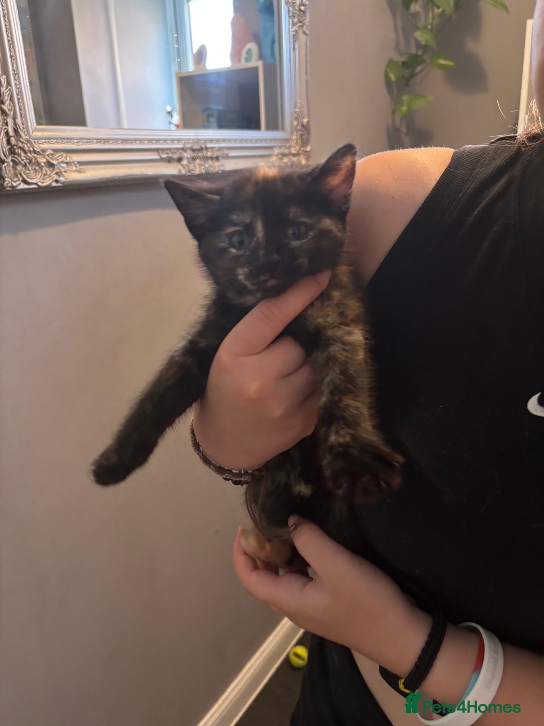 Mixed Breed cats for sale: 15 kittens for sale (4 LEFT REDUCED)  in Hassocks - Image 21