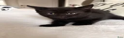 British Shorthair cats for sale: Gorgeous BSH Kittens for new home - Advert 16