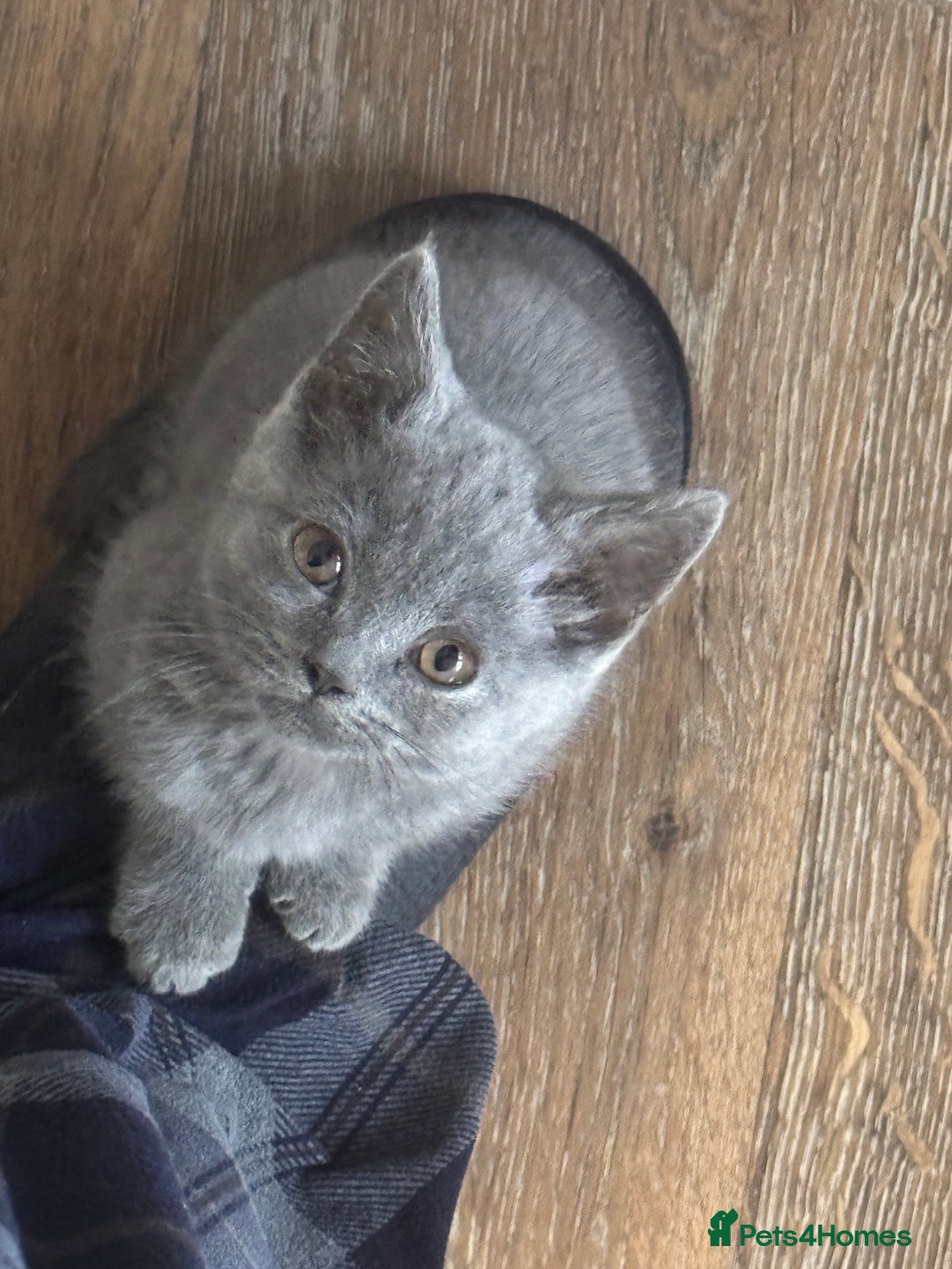 British Shorthair cats for sale: British blue short hair  - Advert 3