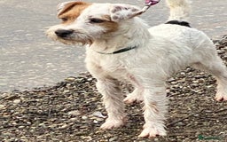 Parson Russell dogs for sale: 14 mth old male PRT - Image 3