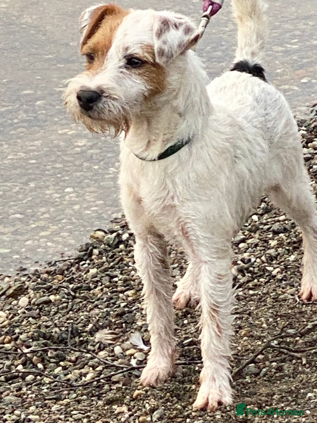 Parson Russell dogs for sale: 14 mth old male PRT - Image 3