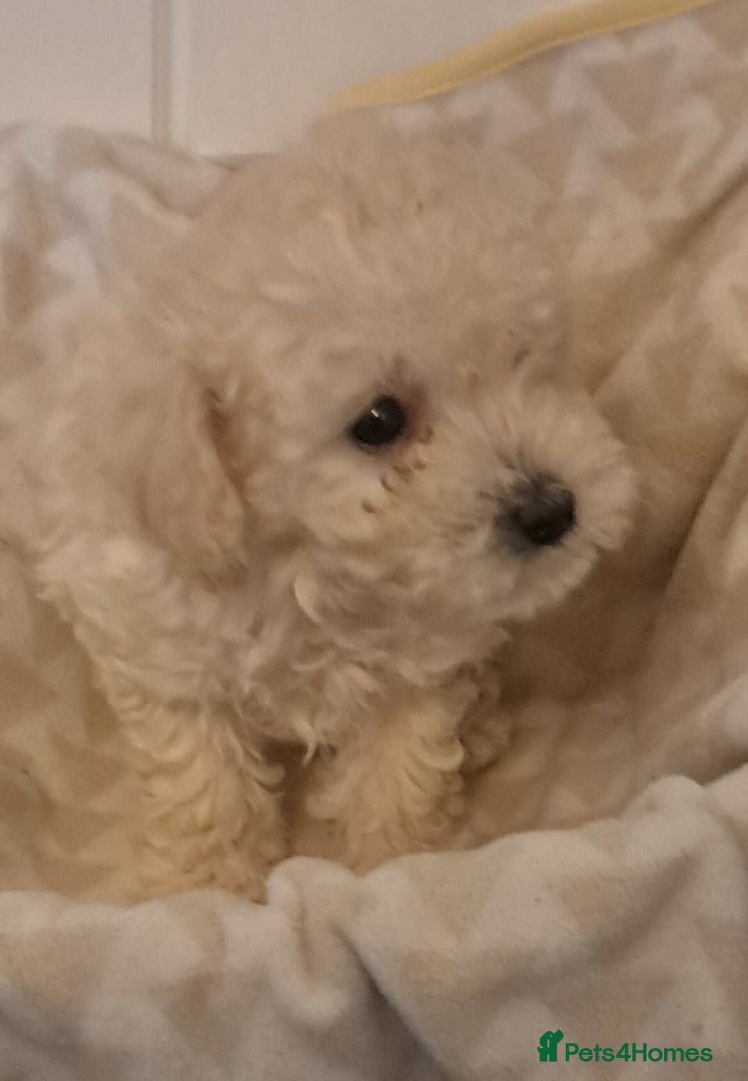 Mixed Breed dogs for sale: Beautiful poodle puppys - Advert 2