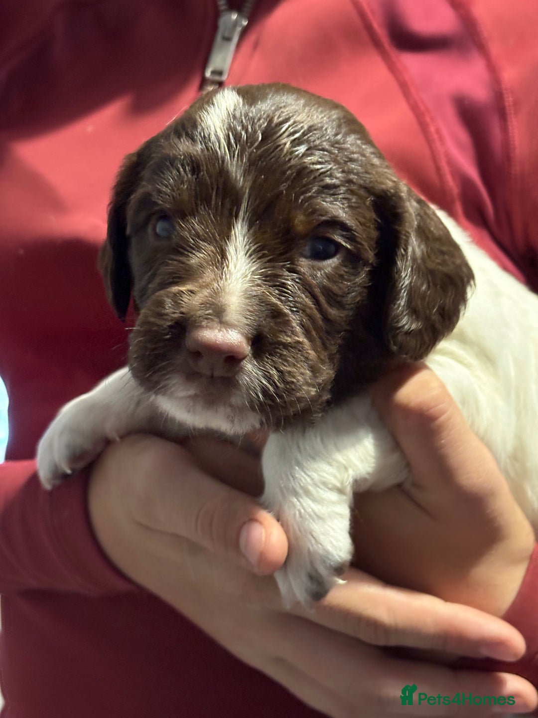 English Springer Spaniel dogs for sale: Working English springer spaniel puppies !!! - Image 4