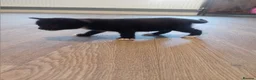 Mixed Breed cats for sale: Girl and boy left  - Advert 2