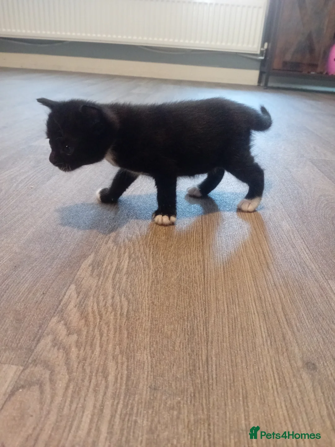 Mixed Breed cats for sale: Girl and boy left  - Advert 2