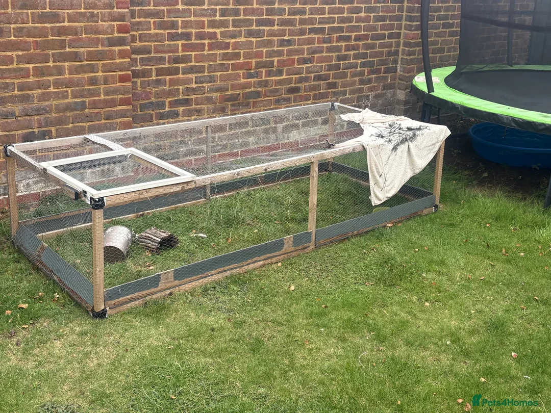Hermann Tortoise reptiles for sale: Hermans tortoise in Shepperton - Advert 5