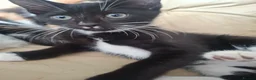 Mixed Breed cats for sale: 4 kittens  in Spalding - Advert 5