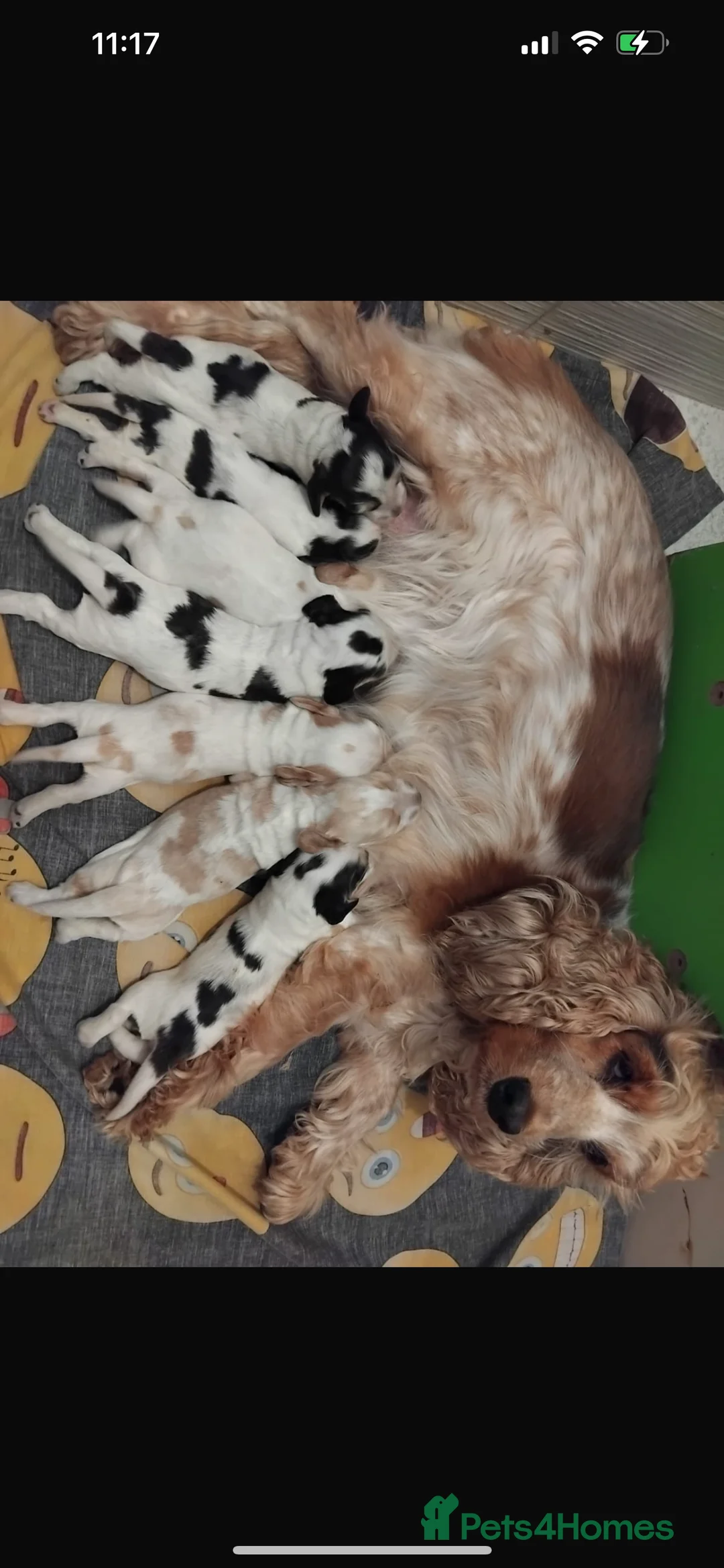 Cocker Spaniel dogs for stud: 2 PROVEN/HEALTH CLEAR KC Show Cocker Spaniels Stud in Shildon - Advert 24