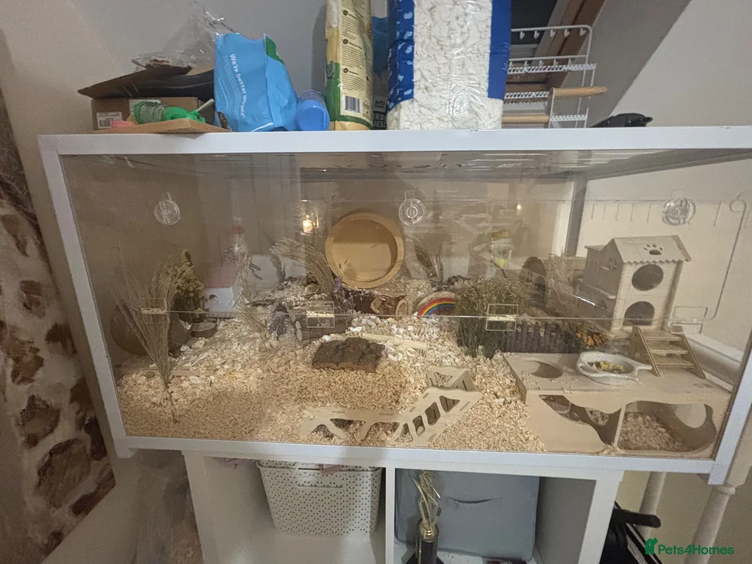 Gerbil rodents for sale: Bandit & gizmo in Rotherham - Advert 4