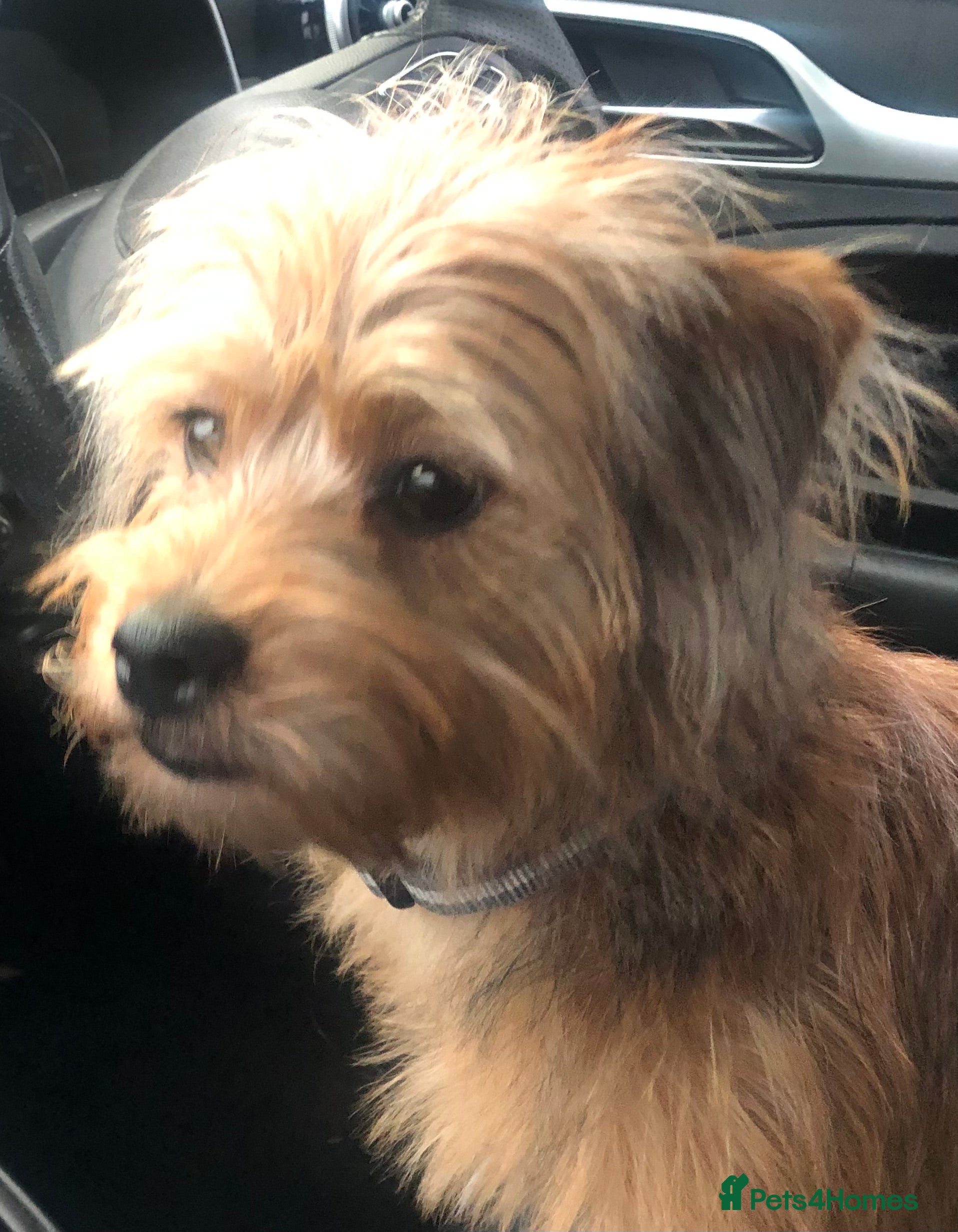 Shorkie dogs Shorkie puppy - Advert 1