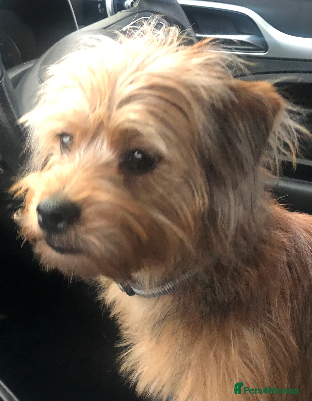 Shorkie dogs for sale: Shorkie puppy - Advert 1