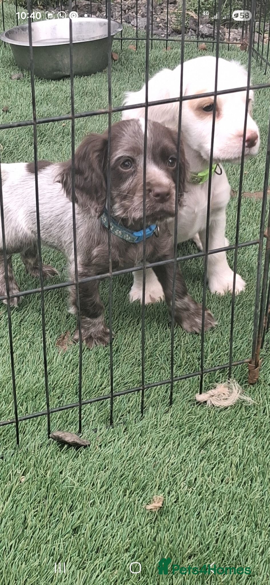 Cocker Spaniel dogs Cocker spaniel puppies for sale  - Advert 4