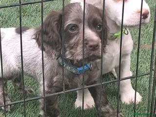 Cocker Spaniel dogs Cocker spaniel puppies for sale - Advert 4