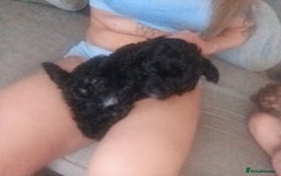 Cockapoo dogs for sale: Fb1 cockapoos puppies - Image 2