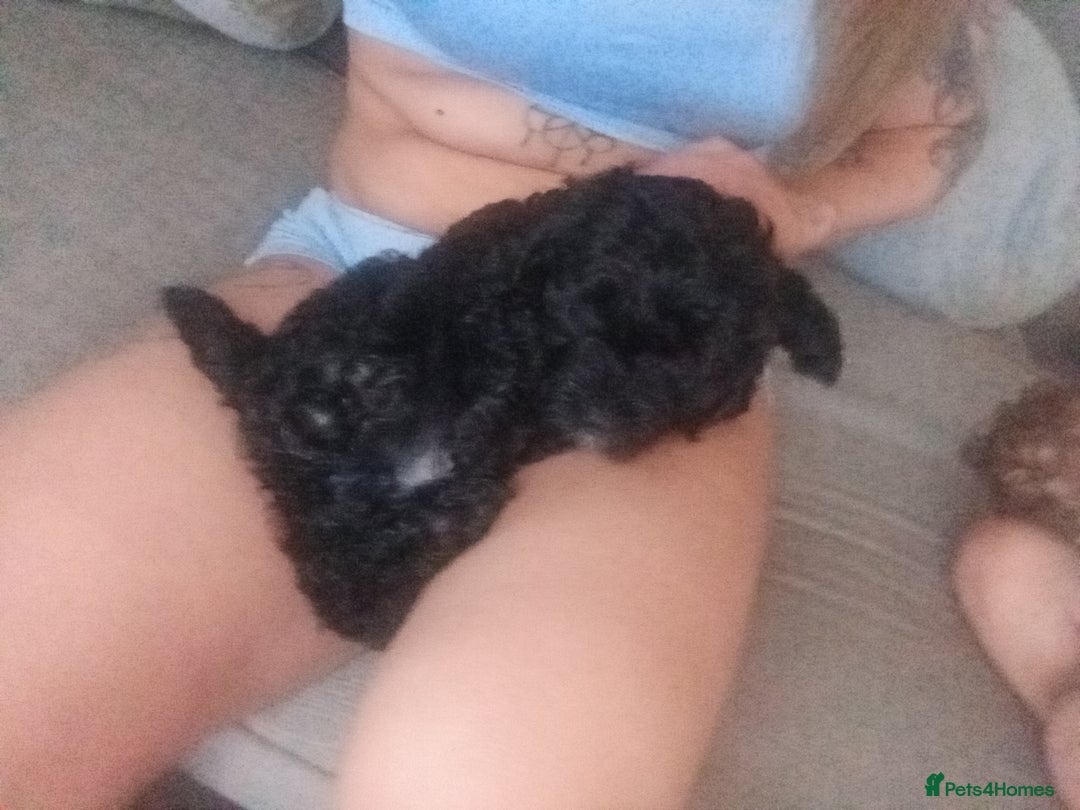 Cockapoo dogs for sale: Fb1 cockapoos puppies - Image 2