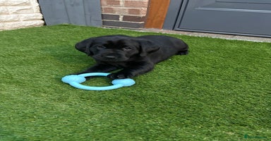 Labrador Retriever dogs - Advert 3