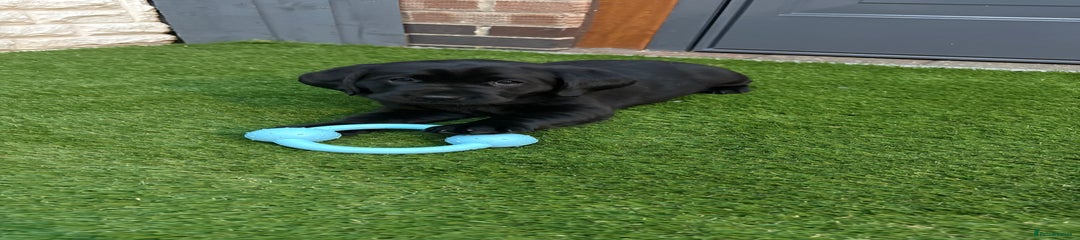 Labrador Retriever Puppy 1