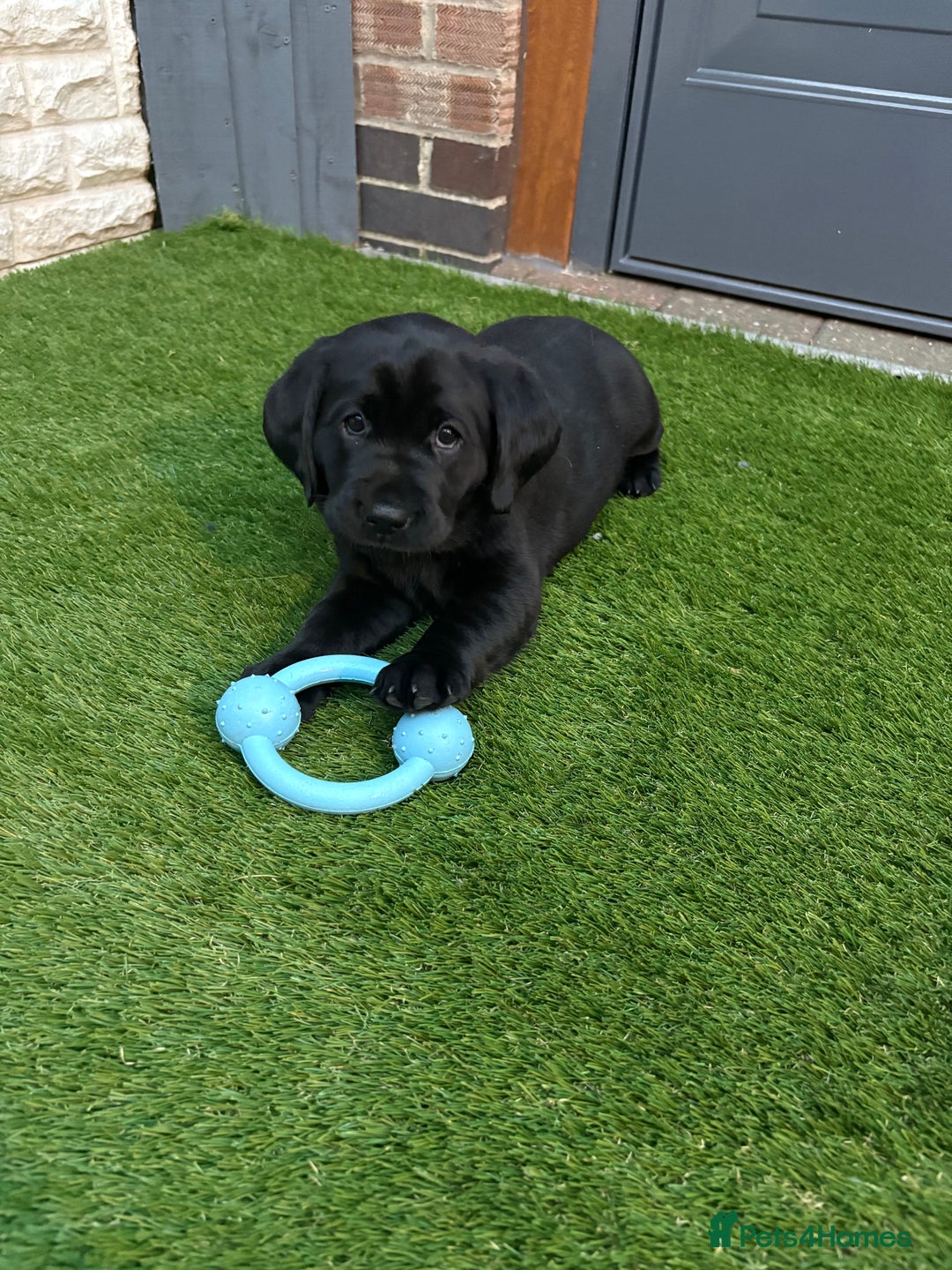 Labrador Retriever dogs for sale: Stunning kc labradors  - Image 2
