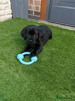 Labrador Retriever dogs - Advert 8