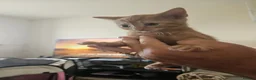 Mixed Breed cats for sale: Kittens for sale in Chesterfield - Advert 7