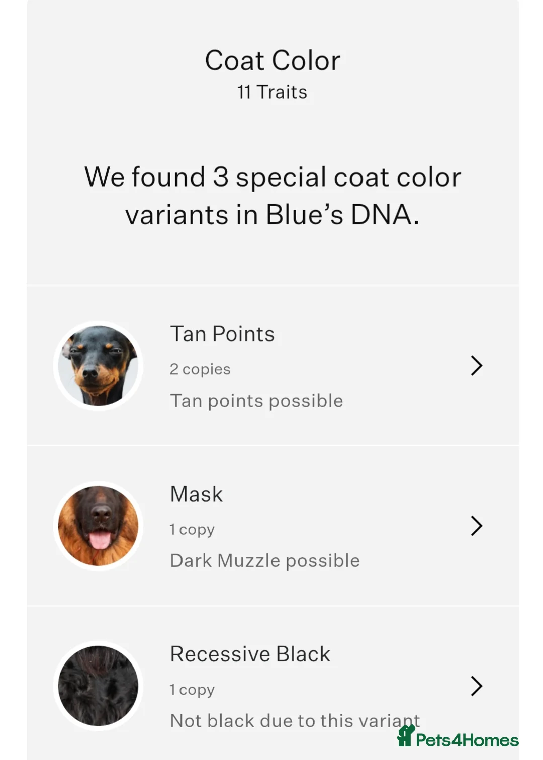 German Shepherd dogs for stud: PROVEN KC REG STRAIGHT BACK BLUE BICOLOUR in Redditch - Advert 21