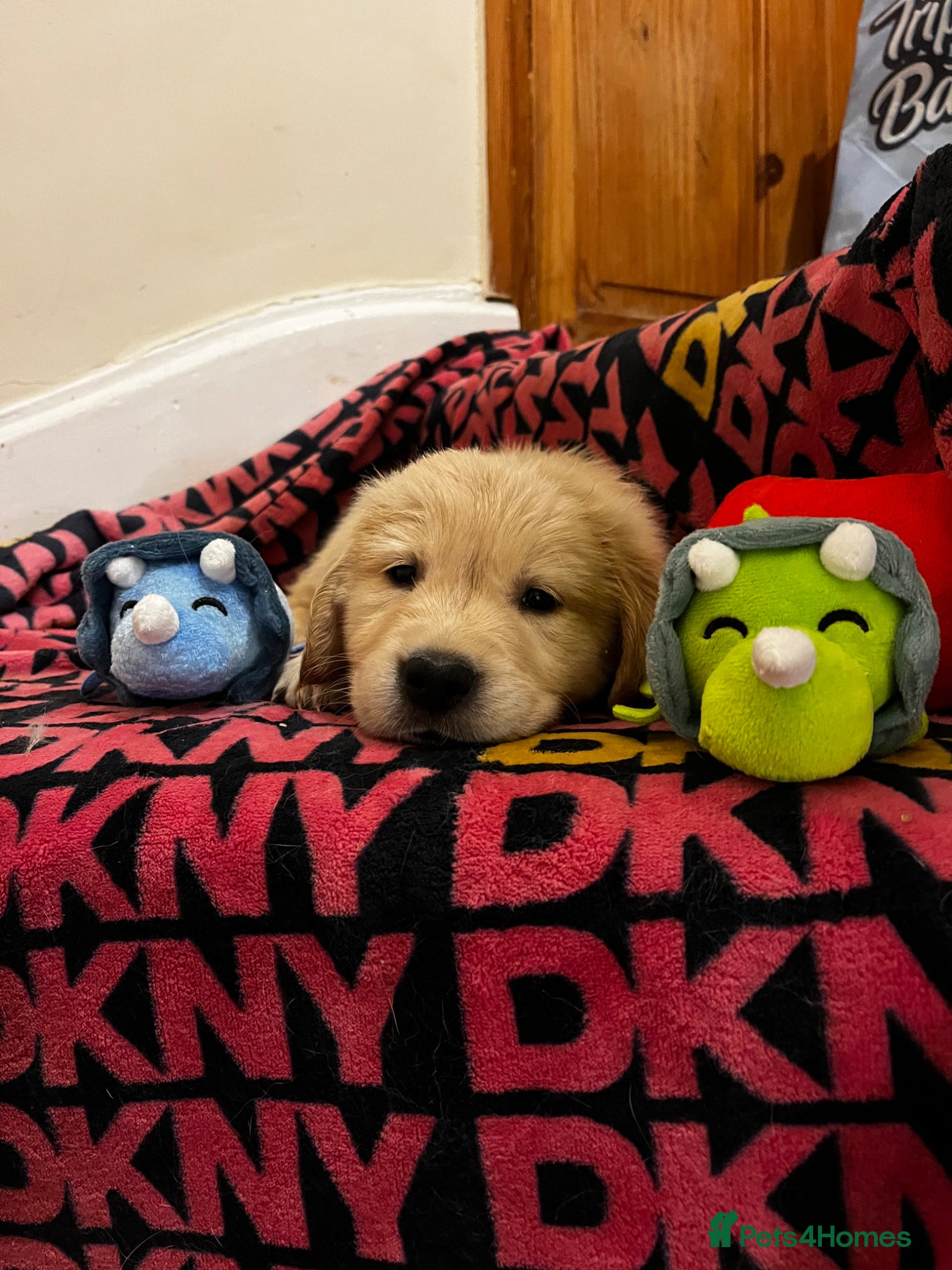 Golden Retriever dogs 8 Beautiful Golden Retriever Puppies  - Advert 2