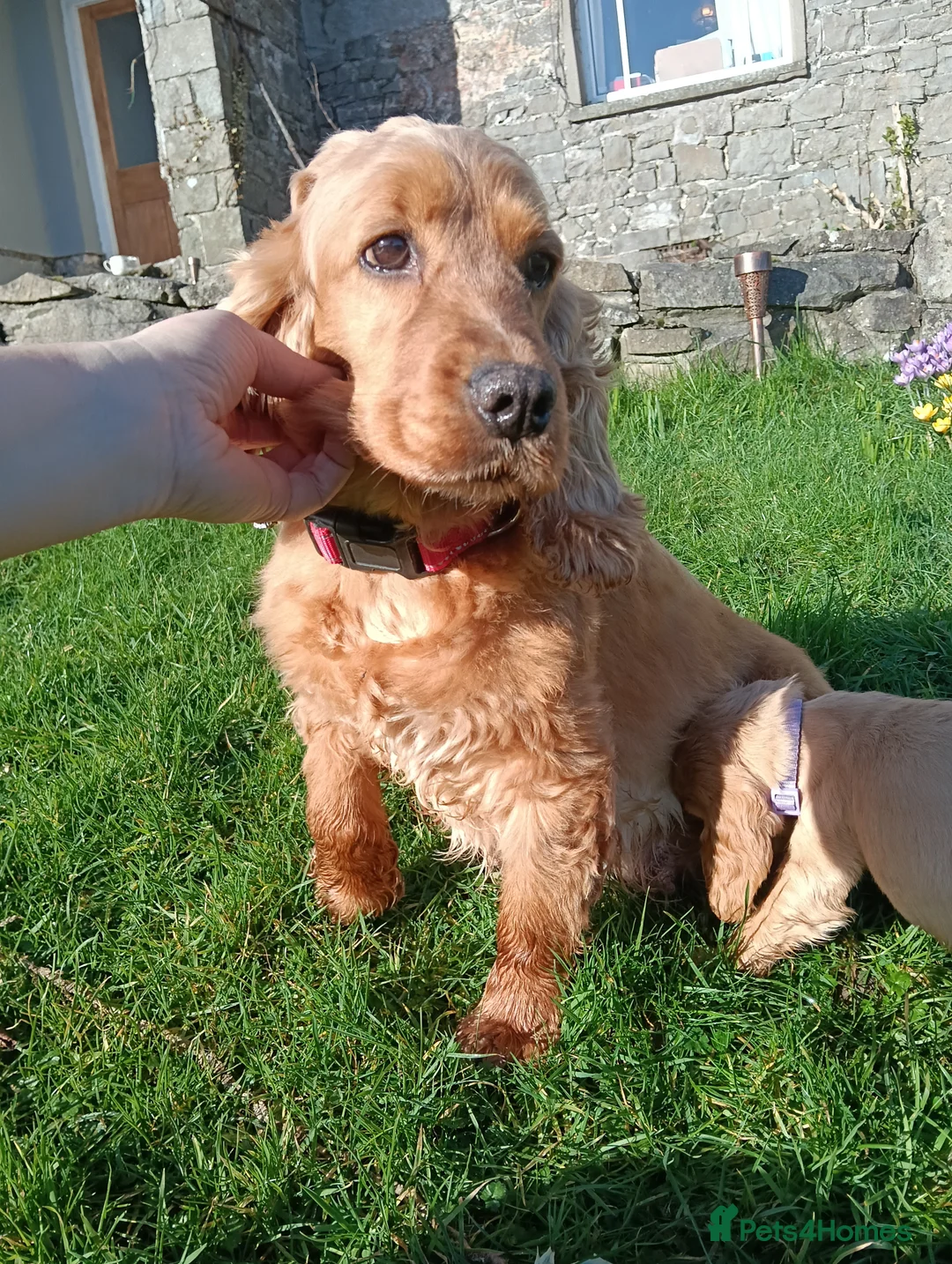 Cocker Spaniel dogs for sale: Quality Golden Show Type Cocker Spaniel puppies - Advert 9