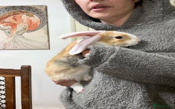 Silver Fox rabbits for sale: Spectacular Harlequin Silver Fox crosses - Image 7