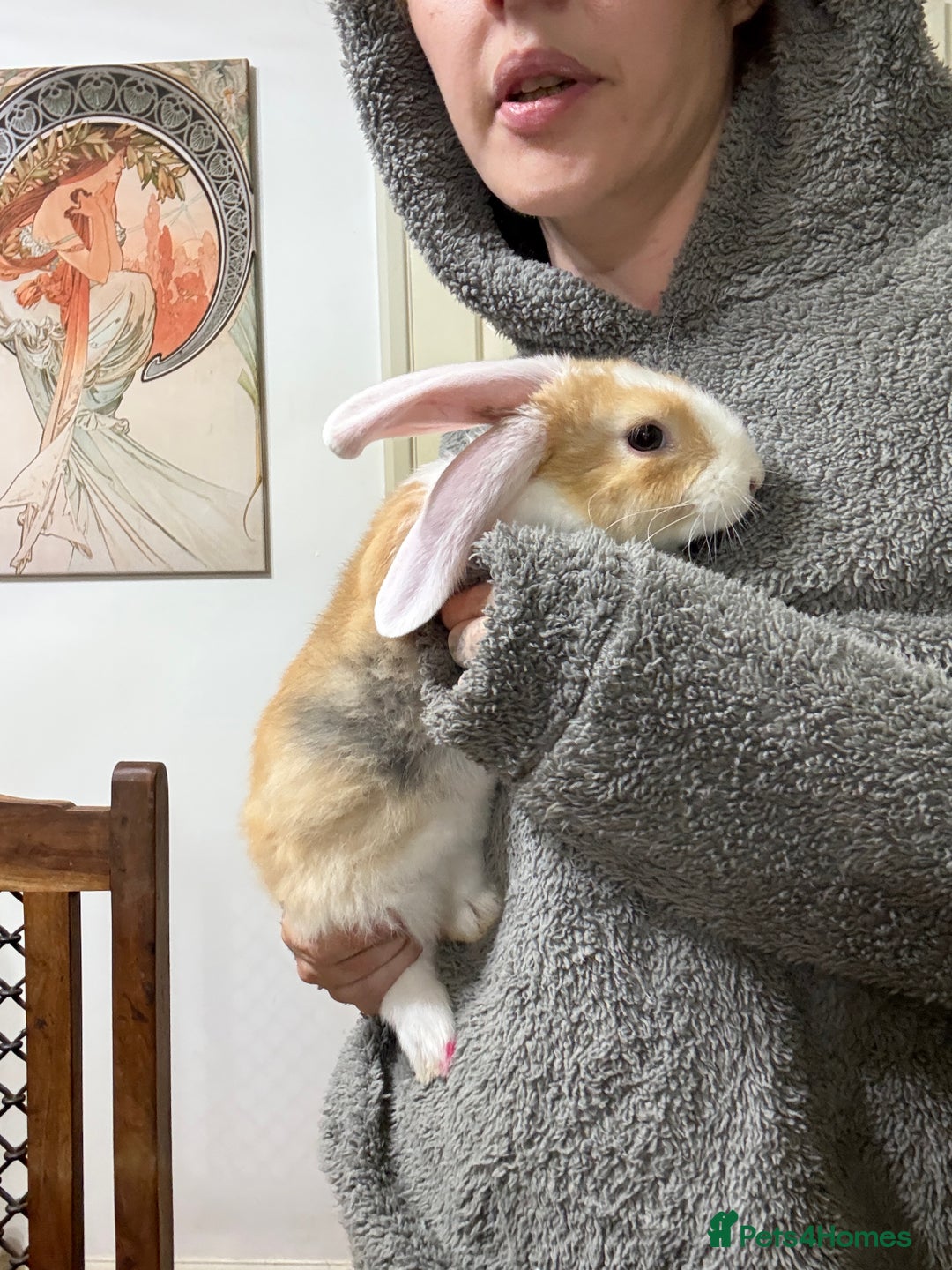 Silver Fox rabbits for sale: Spectacular Harlequin Silver Fox crosses - Image 7